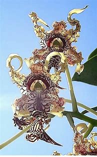 Image result for Unusual Orchid Flower