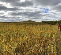 Image result for Konza Prairie