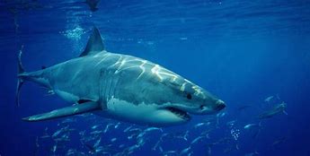 Image result for Great White Shark On Land