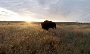 Image result for Prairies North America