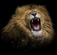 Image result for Male Lion Roar