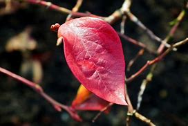 Image result for Blueberry Leaf Spot