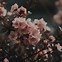 Image result for Flower Image Discrpshan Pink