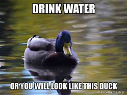 Image result for Drink Water Duck Meme