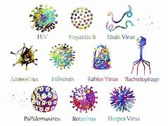 Image result for Different Kinds of Viruses