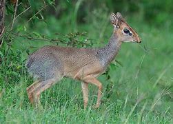 Image result for Dik Dik Nose