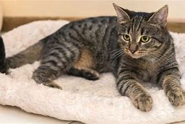 Image result for Black and Grey Tabby Cat