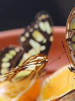 Image result for Butterfly Feeder Whipsnade Zoo