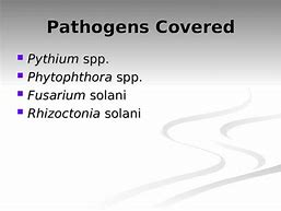 Image result for Pythium SPP Rhizoctonia Solani