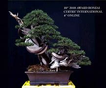 Image result for Bonsai at Night