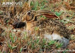 Image result for Tehuantepec Jackrabbit