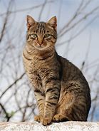 Image result for Dark Gray Tabby Cat