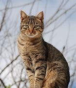 Image result for Black and Brown Tabby Cat