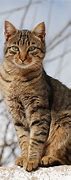 Image result for Black and Grey Tabby Cat