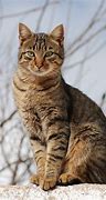 Image result for Tabby Cat Kitten