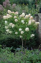 Image result for Potted Limelight Hydrangea Tree