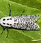 Image result for Sun Moth