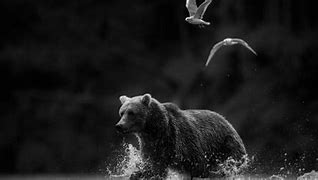 Image result for Wildlife Photography Animal Behaviour