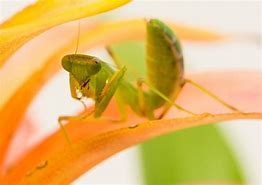 Image result for Praying Mantis Insect