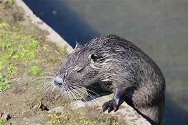 Image result for Arctic Rat