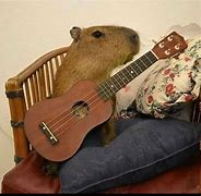 Image result for Ukulele Pics