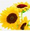 Image result for Sunflower Image Clip Art No Background