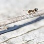 Image result for Beown Ants