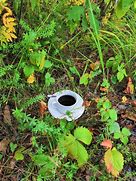 Image result for One Cup of Coffee Forest