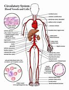 Image result for Circulatory System Labeled