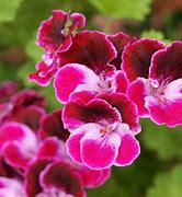 Image result for Eudicot Flower