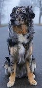 Image result for Australian Shepherd Golden Retriever Mix Blonde