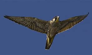 Image result for Fastest Animal Peregrine Falcon