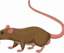 Image result for White Rat Meme