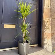 Image result for Dracaena Marginata Variegated