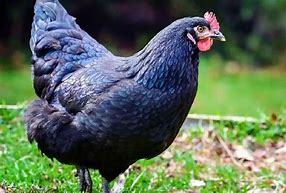 Image result for Blue Plymouth Rock Chicken