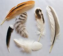 Image result for Chicken Wing Feathers