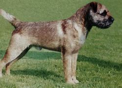 Image result for AKC Terrier Breeds