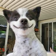 Image result for Human Smiling with Dog