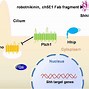 Image result for Shh Pathway Medulloblastoma