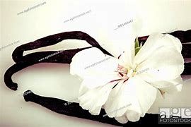 Image result for Vanilla Bean with Flower