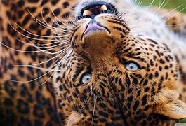 Image result for Big Cats Fotos