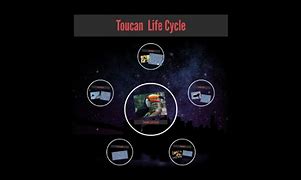 Image result for Toucan Life Cycle