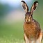 Image result for Award-Winning Brown Hare Photo