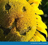 Image result for Sunflower Happy Face