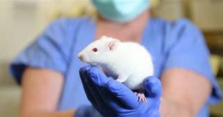 Image result for Animal Research in the Wild