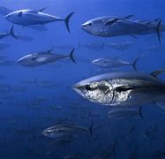 Image result for Tuna Fish Species