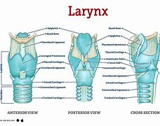 Image result for Larynx Real Image