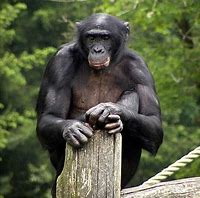 Image result for Bonobo