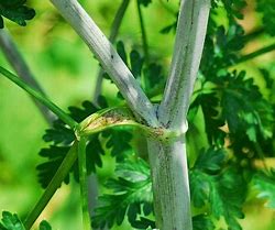 Image result for Conium Maculatum Leaf