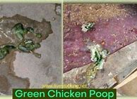 Image result for Chicken Poop Green